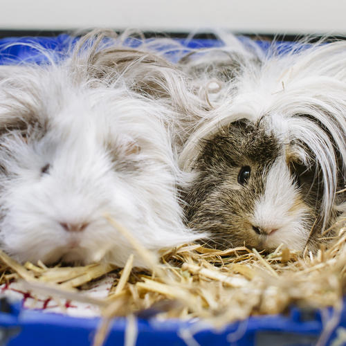 How to Keep Guinea Pigs Cool in the Summer Blue Cross